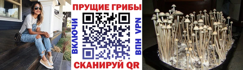 Псилоцибиновые грибы ЛСД Бородино